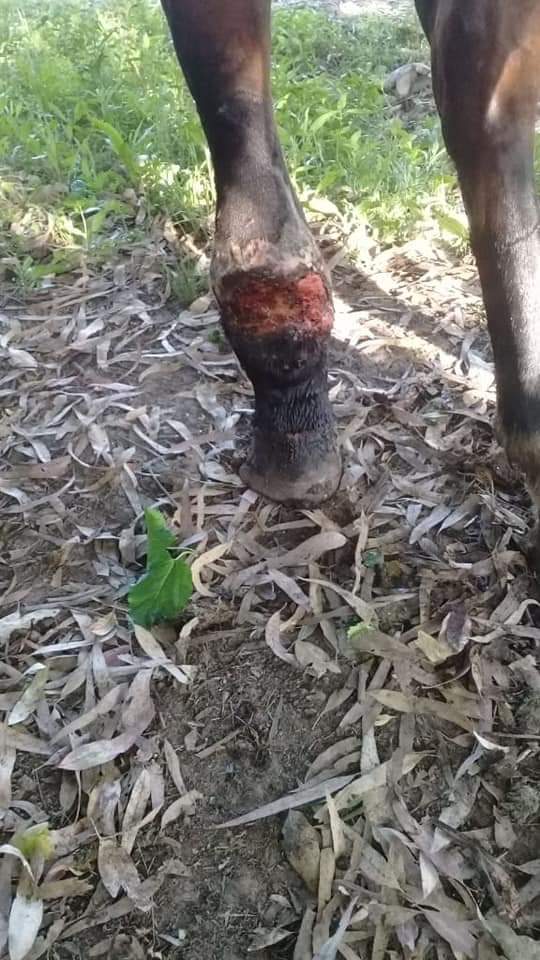 AMIGOS‼️

👉Estamos al límite!

Necesitamos cubrir el traslado de un caballo herido en su pata de manera URGENTE.

Los dos últimos rescates nos significaron mucho dinero en traslado.
Nos ayudan a juntar para que este animal llegue hoy mismo al Refugio?
👇