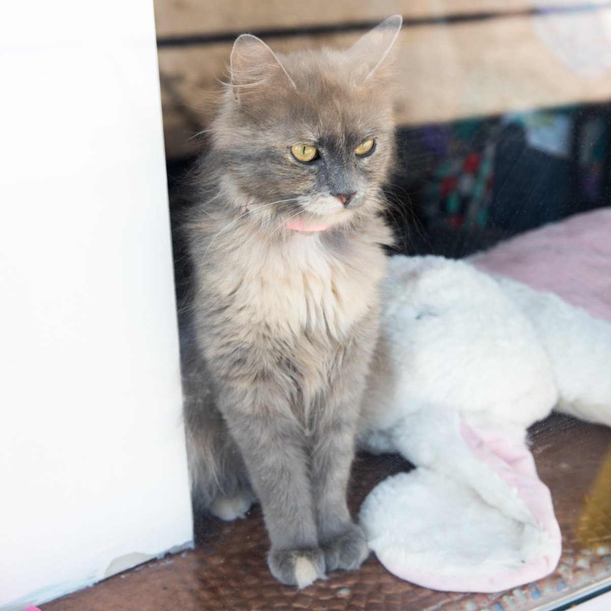 JavaCatsCafe's tweet image. When everyone but you got pets today.