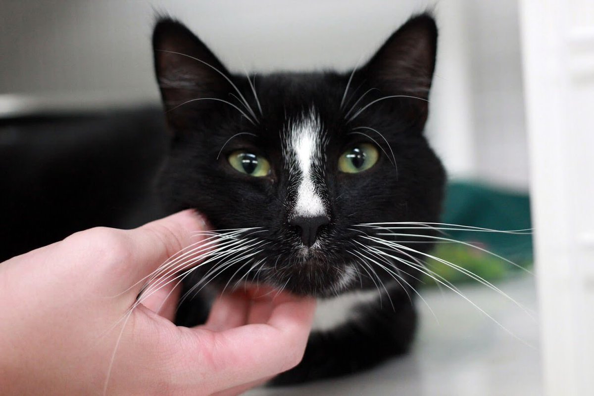 Let’s show everyone that our community is full of generosity! Help us celebrate #givingday and continue to enhance the quality of life for companion animals in Chemung County and surrounding areas by promoting better futures for pets and their people!
flxgives.org/organizations/…