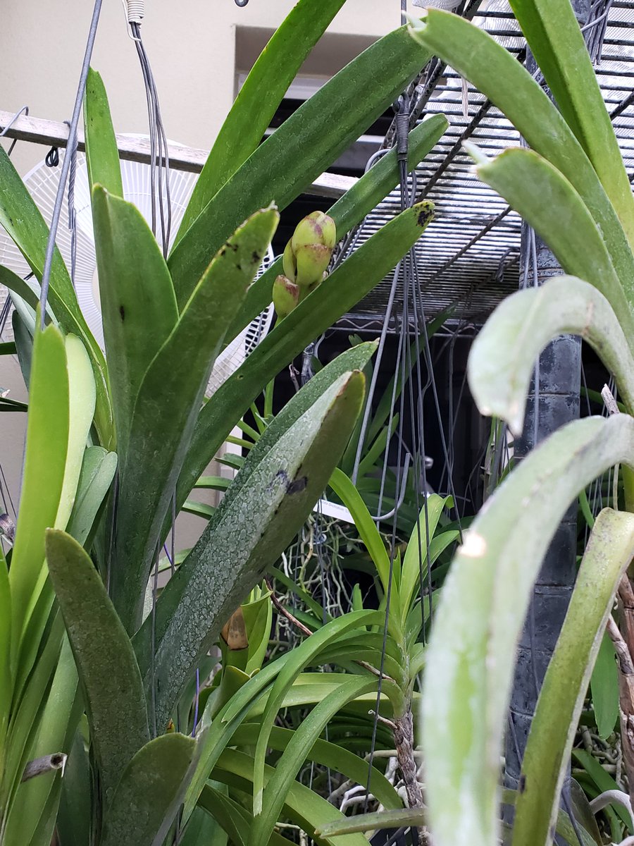 ConnieYurkus's tweet image. Today&apos;s #OrchidExerciseProgram got interesting fast. I chose a spot for the spiking plants and ended up having more spikes than would fit in one spot. #OrchidHappyDance #orchids #vanda #greenhouse