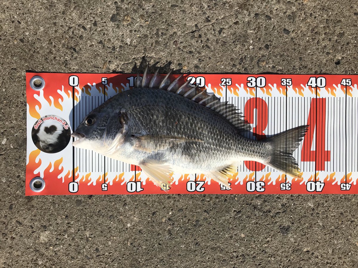 Dash Morichanネル ダンゴを投げると1投目で来ました 釣りは楽しいですね 紀州釣り チヌ釣り 動画はこちら T Co C87wt5vud6