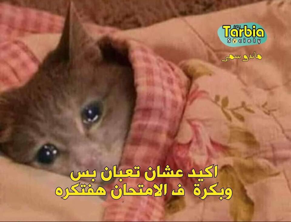 egymeme11's tweet photo. لما تذاكر عشان عندك ميدتيرم وقبل ما تنام تسال نفسك سؤال ومتعرفش تجاوب https://t.co/p9ErlAazWP