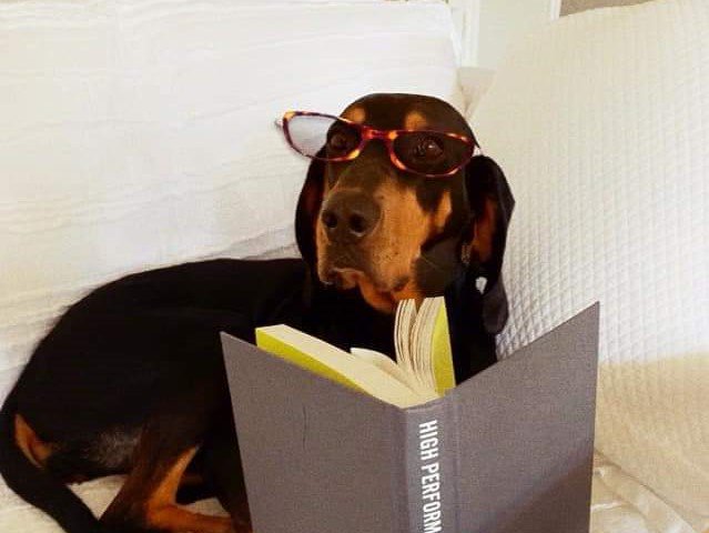 DallasDogLife tweet media