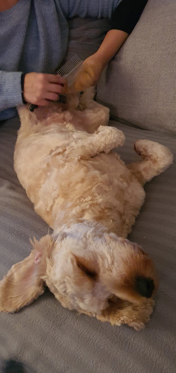 CockapooMaeve's tweet image. Brush time...