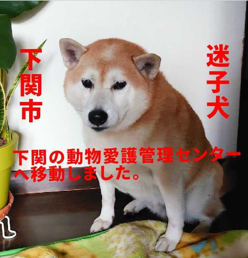 ねねここ 山口県 下関市動物愛護管理センター Kocka 11 15 山口県 下関市 菊川町 貴飯 貴飯讃々 付近で 首輪の跡がある 柴犬 ちゃんが保護され 動物愛護管理センターへ収容されました T Co Ccl2tnibht 迷い犬