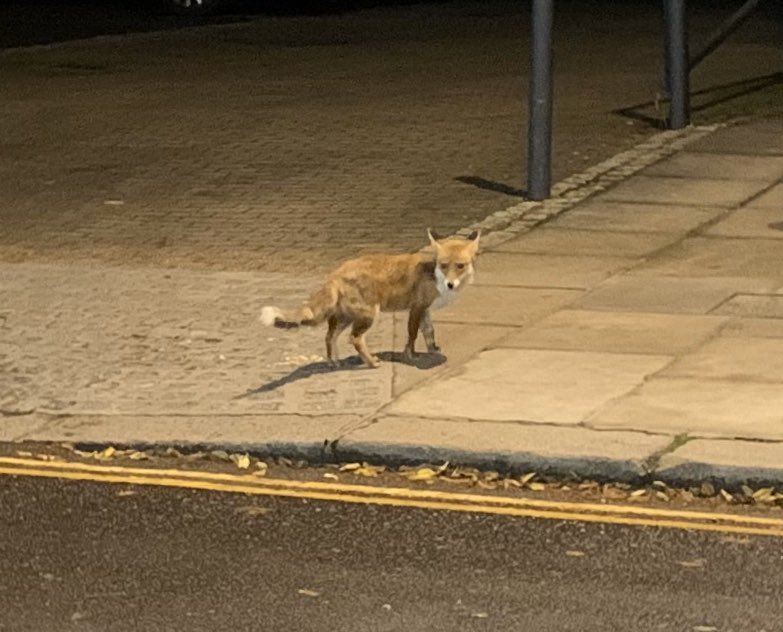 Thank Fox It’s Friday #LondonFoxes