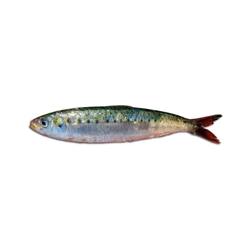 ChiaraManetti's tweet photo. Viva le #Sardine https://t.co/H2rzIUefQl