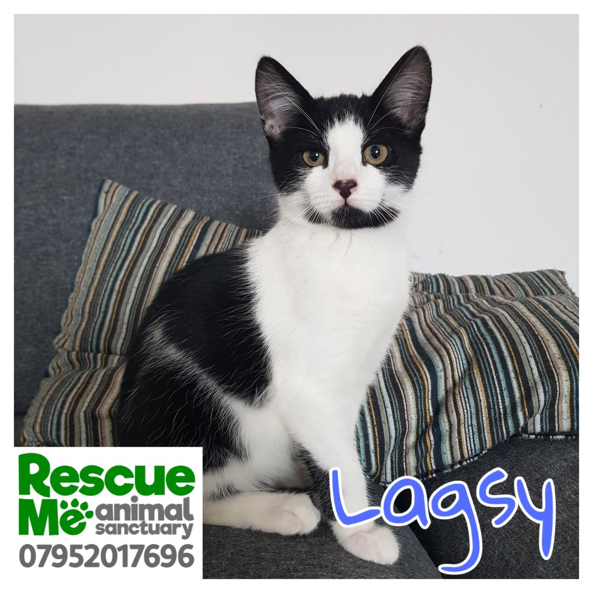 My favourite lovely little kitten is still looking for his forever home. He is seriously affectionate, loving, funny &amp; entertaining with a little button heart nose ❤ #AdoptDontShop #RescueMe #Liverpool #LoveMe #FelineFriday #FridayFeeling