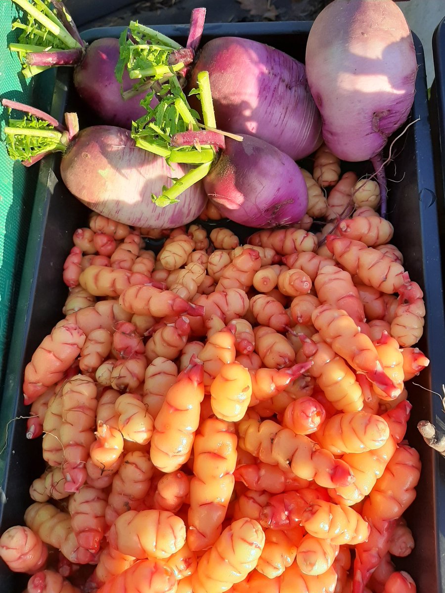 alexlavarde's tweet photo. A few ingredients for the #itsawildgame @EurotoquesIrl dinner this sunday cooked by @Artisan_West in @BelleekCastle #autumnproduce https://t.co/O6UYUUFnFt