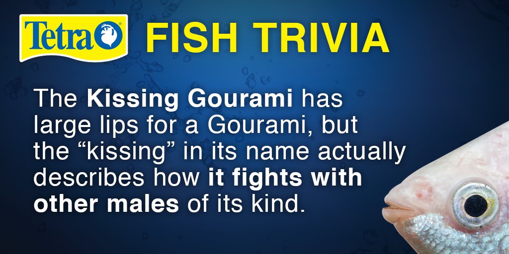 The #kissinggourami has large lips for a Gourami, but the "kissing" in its name actually describes how it fights with other males of its kind. #tetrafunfact #funfishfactfriday