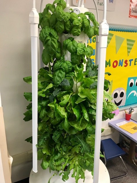 Our second-grade classes received a grant for Tower Gardens in their classrooms. They've been growing vegetables all year and today it was finally time to harvest and sample their hard work! # CAWow <a href="/CarpenterD64/">CarpenterD64</a>