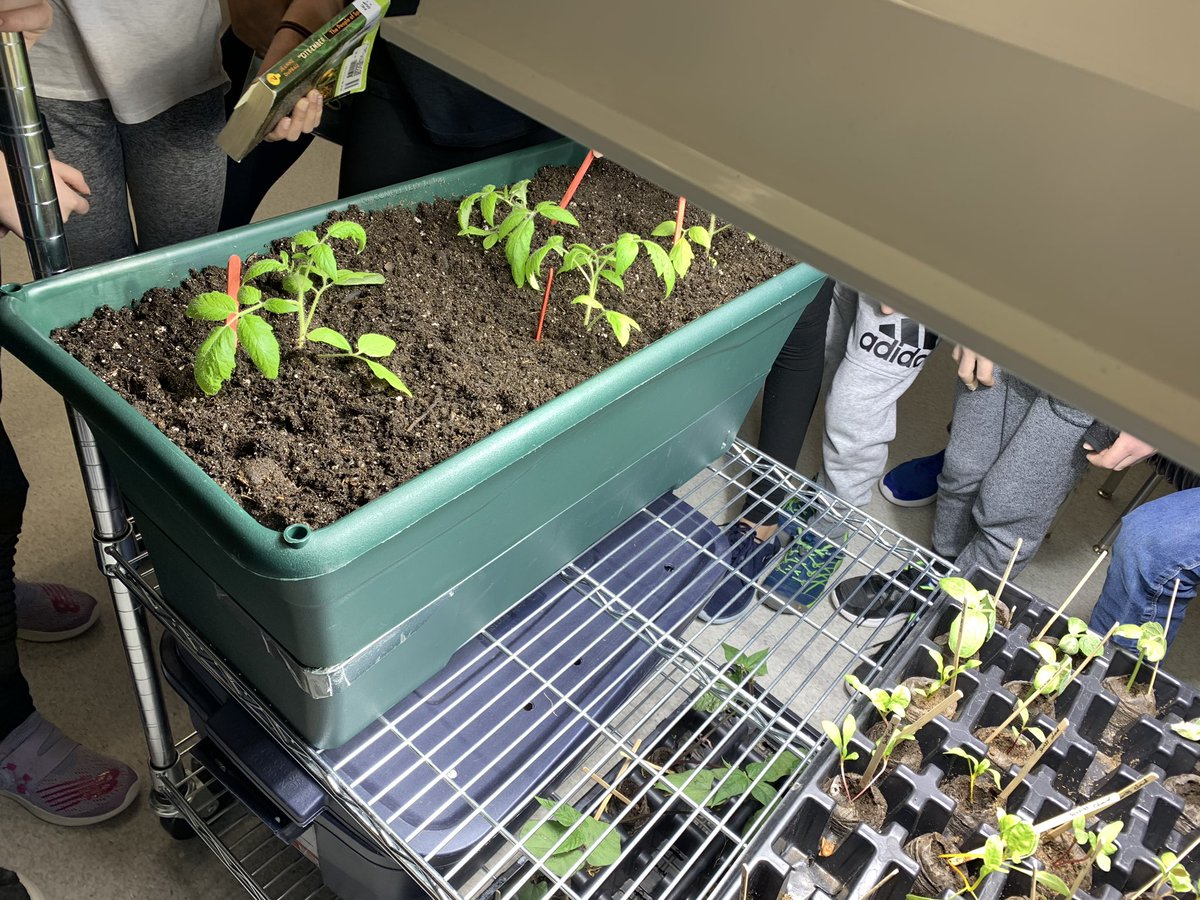 AdrienneDando's tweet photo. Thanks so much to @SobkowichESCS for giving our tomato plants a new home. Now we can extend our @Tomatosphere Project and further study our plants. Big reveal is next week, we will learn which seeds spent time on the ISS. @mmechaput @MmeRajotte @SageCreekLRSD #ESCSMastery https://t.co/afHUvM6T7Y