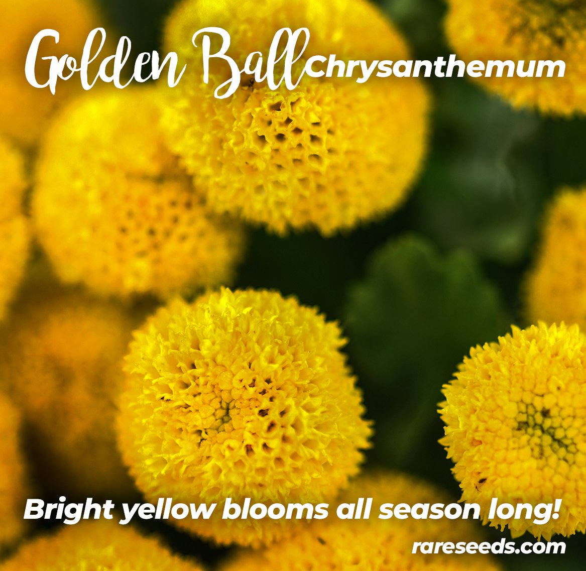 Baker Creek Seeds on Twitter "New for 2020 Golden Ball chrysanthemum