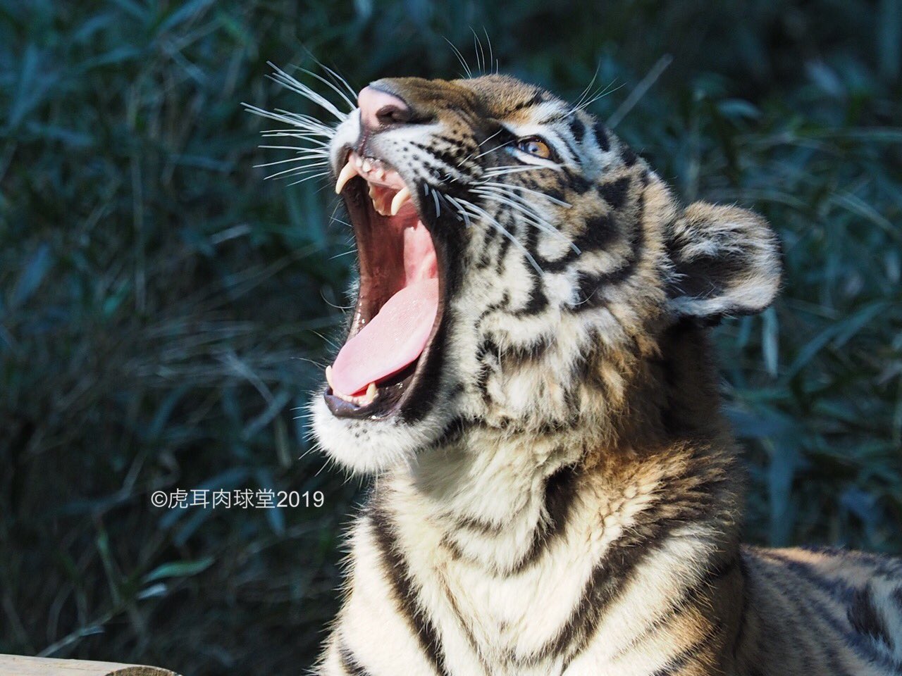 虎耳肉球堂 11 10 多摩 ショウヘイの乳歯が抜けて 前歯が生えて来ました 上の前歯がポツポツ三本見えています 生え揃うまでは舌チョロ多めです 3枚目は肉球付きサービス ショット ４枚目はアイ姉さんの あくび 比較用資料写真なり アムールトラ