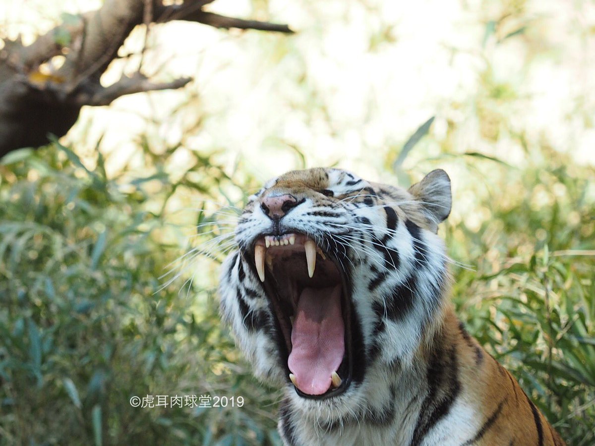 虎耳肉球堂 11 10 多摩 ショウヘイの乳歯が抜けて 前歯が生えて来ました 上の前歯がポツポツ三本見えています 生え揃うまでは舌チョロ多めです 3枚目は肉球付きサービス ショット ４枚目はアイ姉さんの あくび 比較用資料写真なり アムールトラ