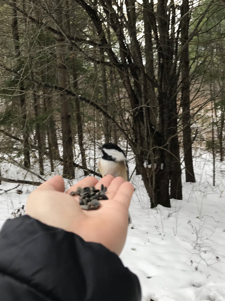 7/8’s had a great day at Little Cataraqui Creek Conservation Area. We learned and practiced our orientation skills while exploring nature’s classroom the great outdoors!  Feeding the Chickadees was the highlight for many! #greatoutdoors #stewardsoftheearth @lspoonful @alcdsb_lady