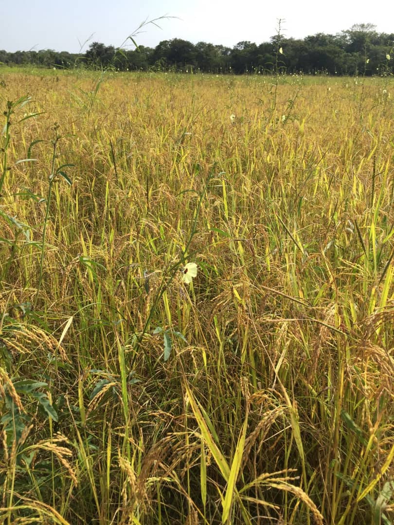 COMAM46449825's tweet image. À 5 mois, les cultures arrivent à maturité. Des dispositions idoines  sont prises pour le démarrage des opérations de récolte à Sansambou. #COMAM #Riziculture