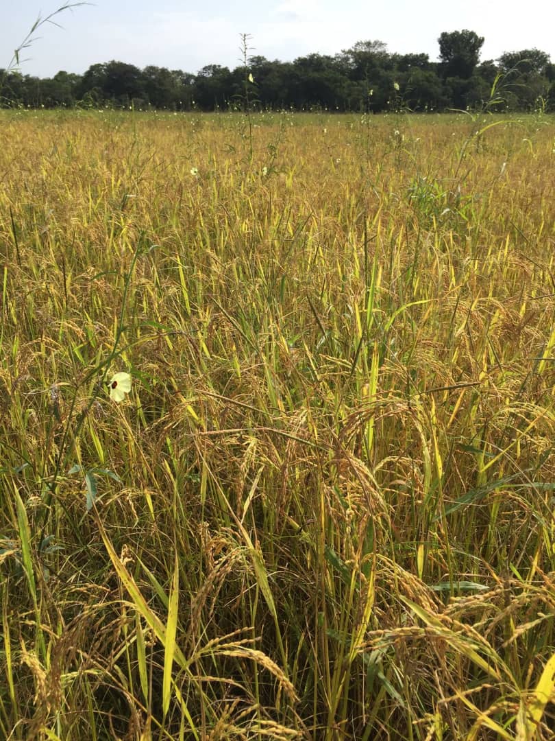 COMAM46449825's tweet image. À 5 mois, les cultures arrivent à maturité. Des dispositions idoines  sont prises pour le démarrage des opérations de récolte à Sansambou. #COMAM #Riziculture