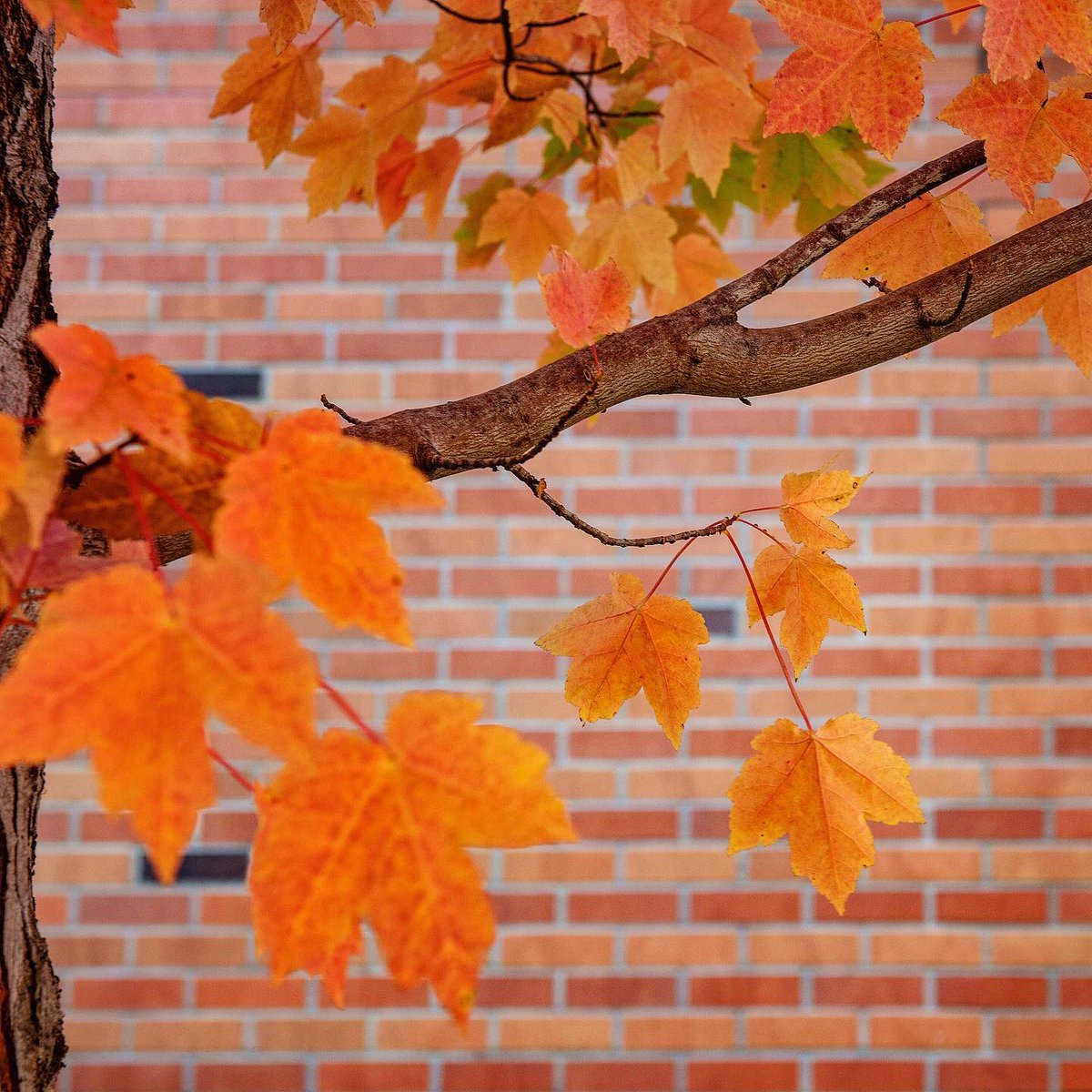 Jason Halley tweet media