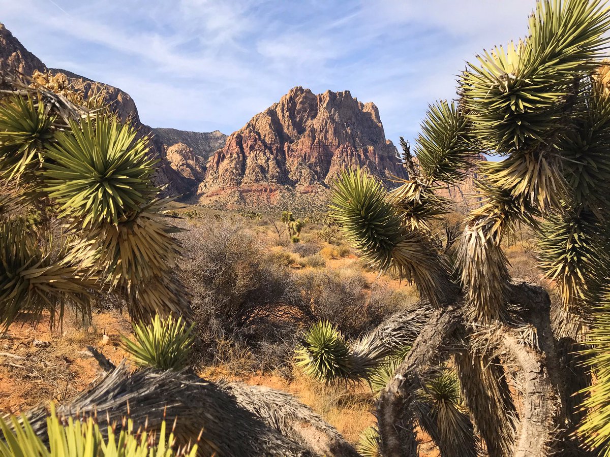 Crystal1a's tweet image. Took a stroll in the Mojave Desert on our last day in Vegas. 
#LasVegas #WorkOnTheGo #LastDay