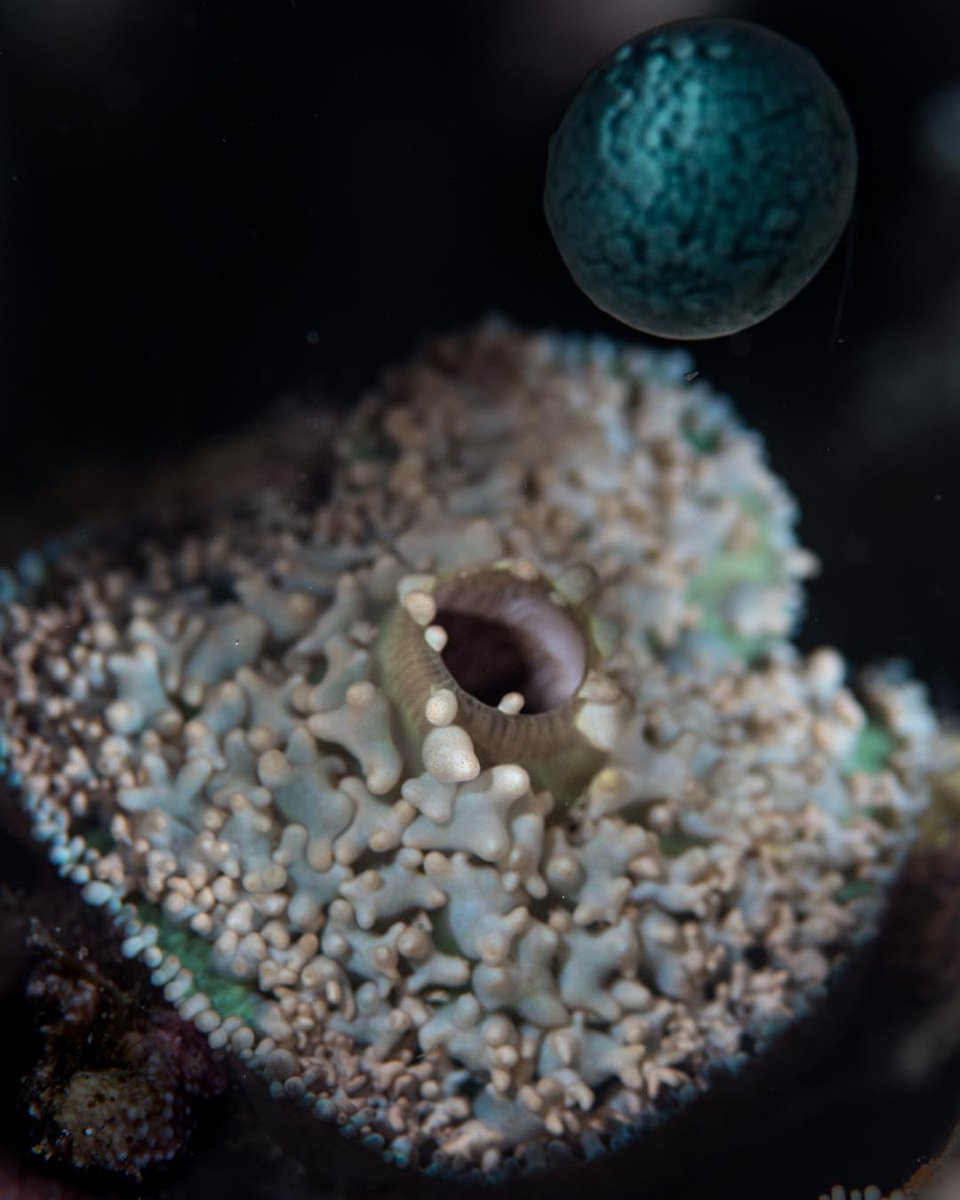 CairnsGBR's tweet photo. This mystery coral released an egg 3/4 the size of a ping pong ball at #MooreReef during last yearβs coral spawning π² This year, scientists are undertaking a coral regeneration project that some have dubbed βIVF for the reefβΒ π π¦
β
β(Via IG/leonardlimphotography) #exploreTNQ https://t.co/Cj7PmGI7Gj