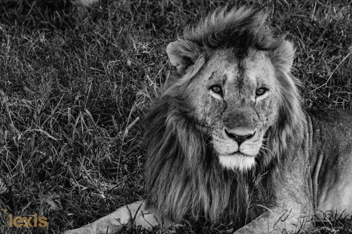 kivindy_o's tweet photo. #TembeaKenya #MagicalKenya #thebountifulexperience https://t.co/Y8fsqS9C7Y
