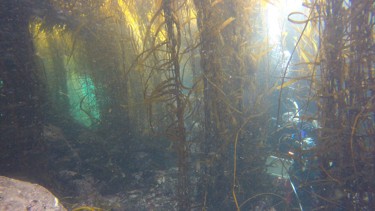 The shape of the Macrocystis integrifolia morph—with stipes sprouting up along a snake-like holdfast—gives the forest a dense, continuous canopy. Discerning kelp individuals is a challenge, but the view is breathtaking at this site in Chile’s Atacama region.
P.C. Kersten Schnurle