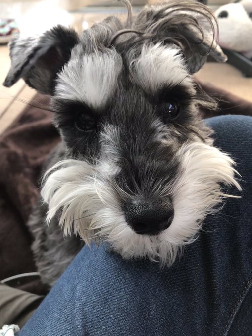 シュナウザーのtwitterイラスト検索結果 古い順