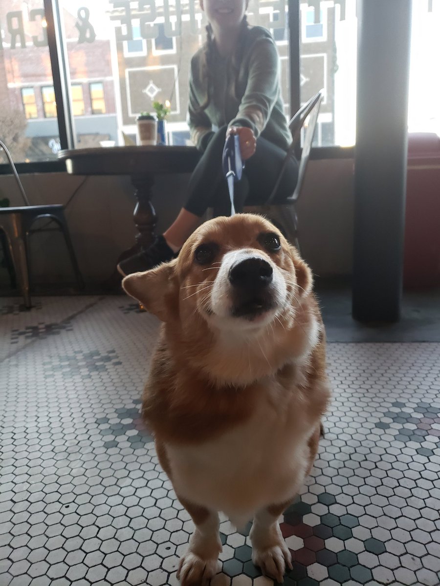 rootcoffeehouse's tweet photo. Tucker the corgi came to visit today!  Don't be fooled by this cute little face-he can eat an impressive amount of peanut butter. #dogsofroot #corgi #yum https://t.co/g9BmuxNFL0
