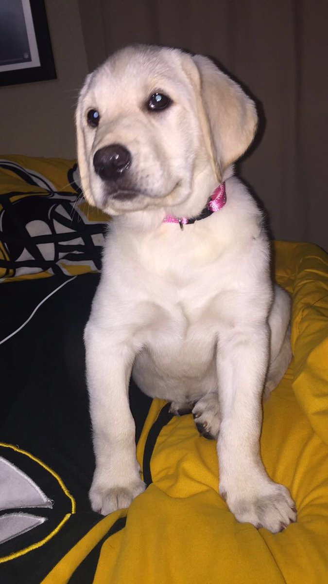 Muffinman1287's tweet photo. Two years ago today, Maggie became part of the fam #summerbodycomingsoon #dontjudge #cutelab https://t.co/ARbsmtJnt4