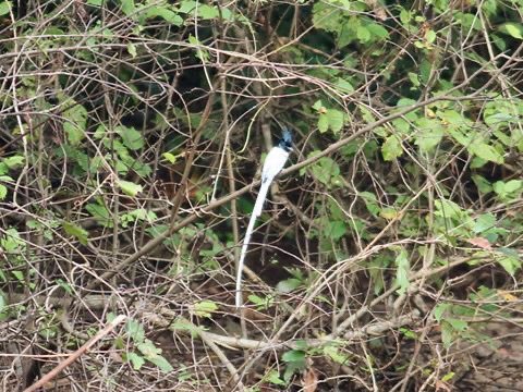 BMSharma63's tweet photo. Himalayan Paradise Flycatcher 12.11.19 KARNALA   Bird Sanctuary https://t.co/iglYTYhk2g