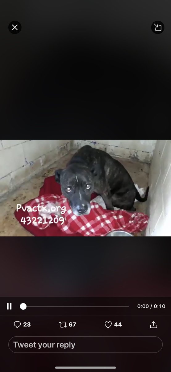 SupportPets's tweet photo. @MaureenDe2 @DallasPetsAlive @HPRESQ @Save67K @next2ubb @Foster_Furkids @NoKillRuralTX @NoKillProject @RescuePetTweets @NoKillUnited @AgapeRescue @DogPawsofTexas @suju_bala @shelterpets @Texas_PAWS @corepaws @pawsshelter @LostpawsresTX @NanasPitStop @asrpets Although suffering immensely she’s wagging her tail showing uncle Love and Pure Affection. We need to stop these people mistreating those innocent #Peys #Animals and then after all that they deliberately murder them with no remorse, day in and day out= thousands of them! PLEASE ! https://t.co/USkTGynHiz