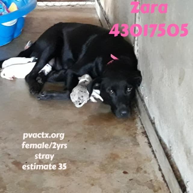 SupportPets's tweet photo. @MaureenDe2 @DallasPetsAlive @HPRESQ @Save67K @next2ubb @Foster_Furkids @NoKillRuralTX @NoKillProject @RescuePetTweets @NoKillUnited @AgapeRescue @DogPawsofTexas @suju_bala @shelterpets @Texas_PAWS @corepaws @pawsshelter @LostpawsresTX @NanasPitStop @asrpets Although suffering immensely she’s wagging her tail showing uncle Love and Pure Affection. We need to stop these people mistreating those innocent #Peys #Animals and then after all that they deliberately murder them with no remorse, day in and day out= thousands of them! PLEASE ! https://t.co/USkTGynHiz