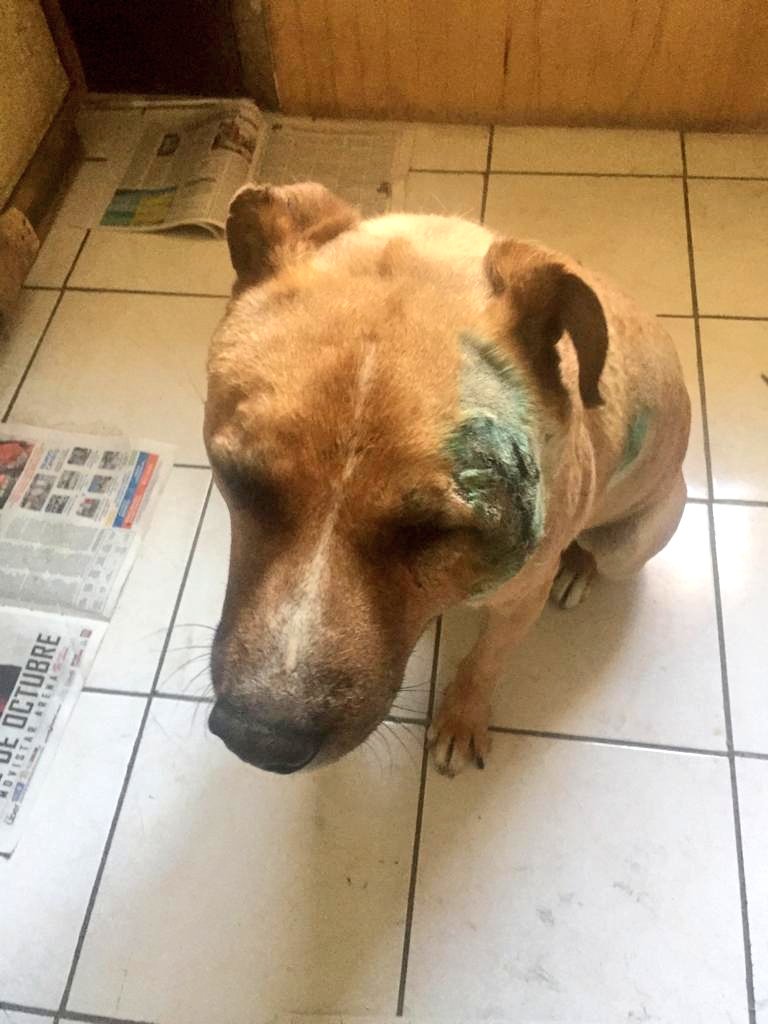 PerrosPlazaHuem's tweet image. Perrito situación calle d #amunategui #santiago    herido al parecer un palo en la cabeza @patrmarsh @carolinapinoc @MarciaVargasS @patrmarsh @botaspuesta @callejeritosDLV @AnimalParaiso @bartorell @Kristian_Mella @EPA_Chile @DBisquertt @UaaChile @kattykowaleczko @SnoopyRossental