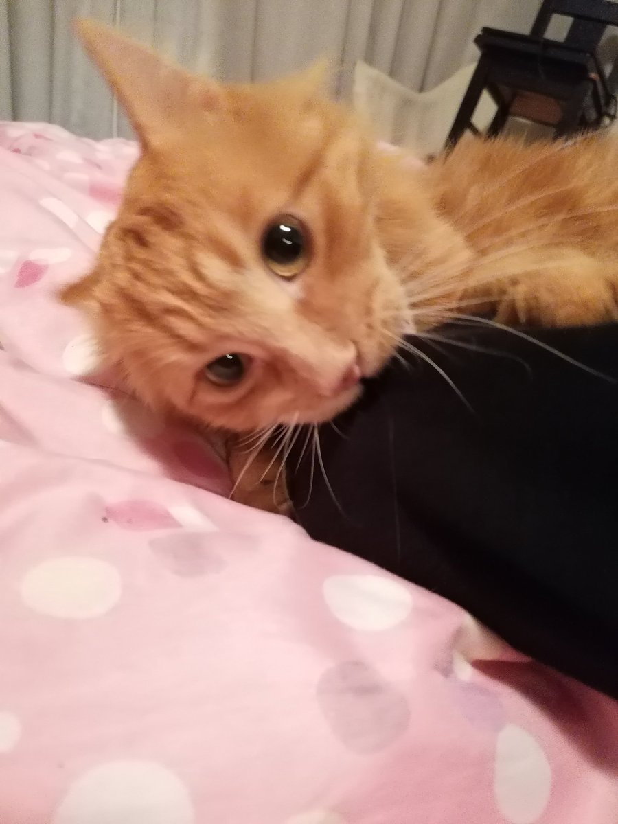 judiiittthhh's tweet photo. Nos hemos encontrado a esta gatita en el carmel, Barcelona!! Es muy cariñosa y creemos que se puede haber escapado de algún sitio. Nos gustaría mucho encontrar a sus dueños! Se agradece mucho la difusión 🙏🙏 https://t.co/maR6jxCqo6