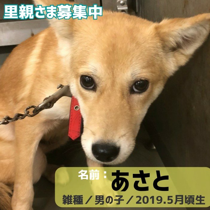 雑種子犬 Twitter Search Twitter