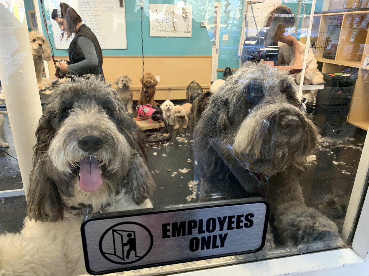 StellaBear8's tweet photo. I hate to rat on my coworkers, but the fluffy guys (in back) didnโt do a speck of work today. #dogsoftwitter #whenispayday https://t.co/hha3ociuSp