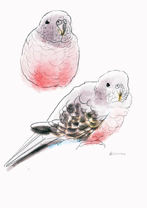 アキクサインコのtwitterイラスト検索結果 古い順