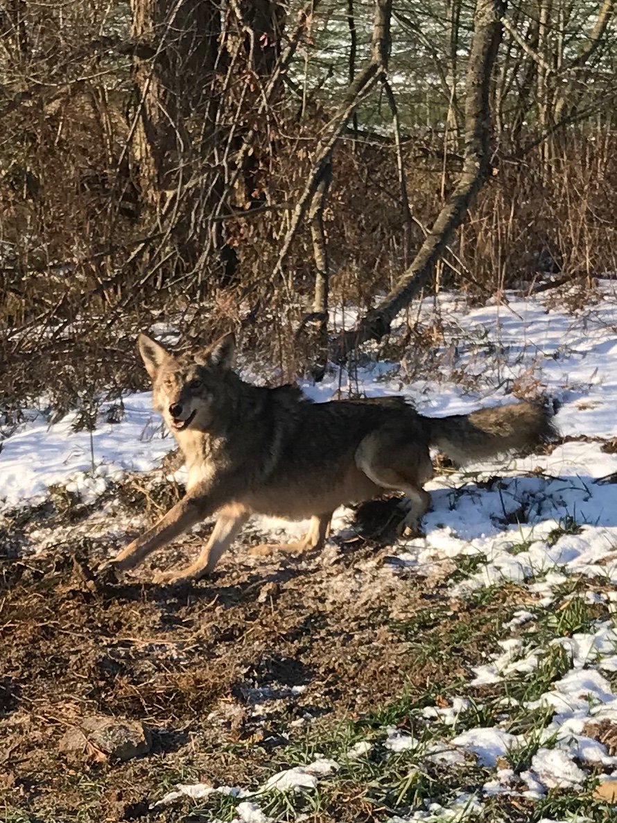 LaurelMtMan's tweet image. I know what to do with them after the catch @WaltTrapper @donkinmonez @Outdoorsman_33 

#TrapFurEver #PredatorControl
