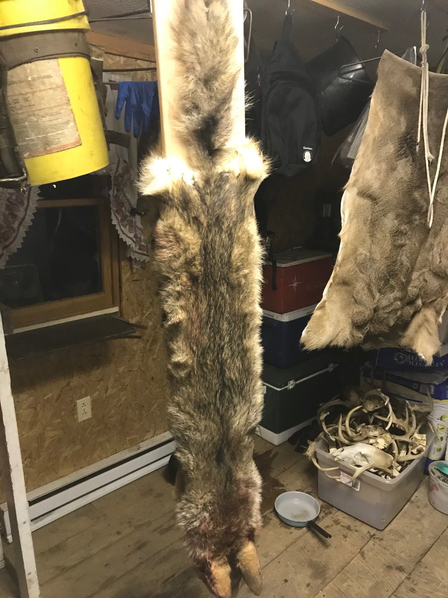 LaurelMtMan's tweet image. I know what to do with them after the catch @WaltTrapper @donkinmonez @Outdoorsman_33 

#TrapFurEver #PredatorControl
