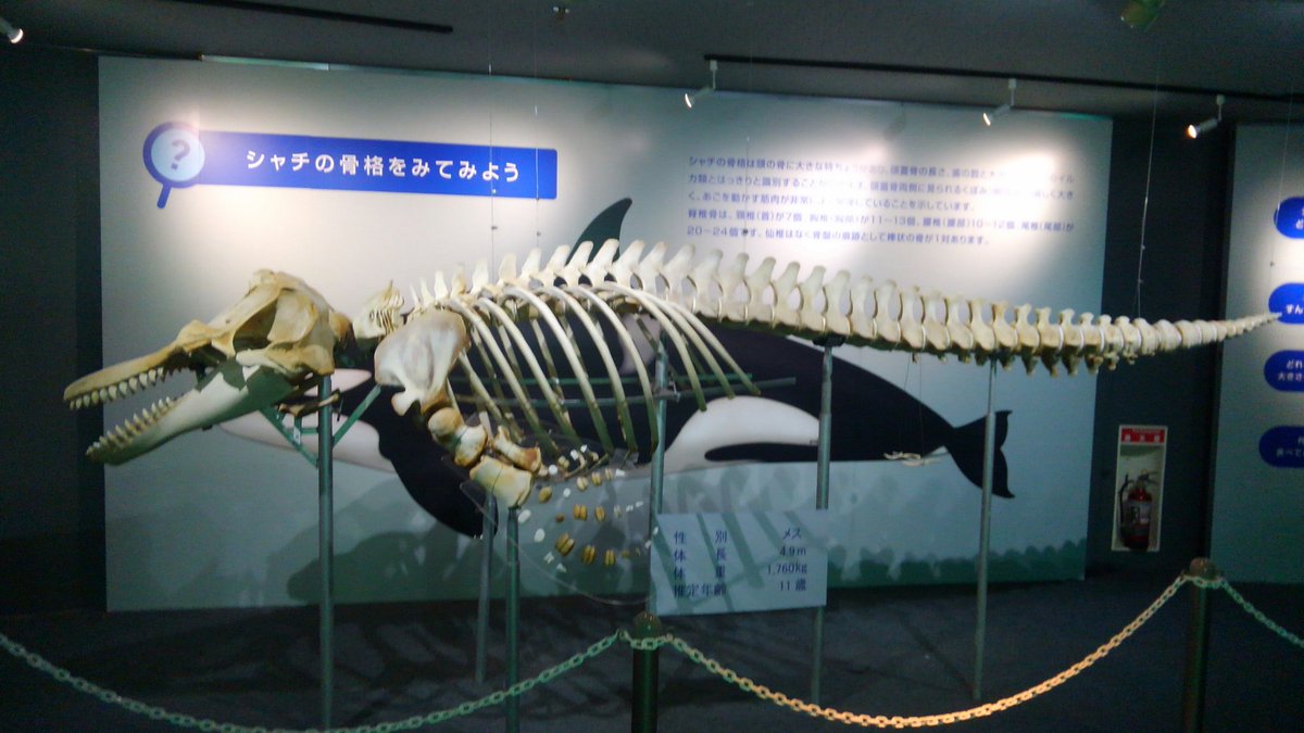 榊佐 A Twitter シャチとサメの骨格比べ 鴨川シーワールド シャチ メガマウスザメ