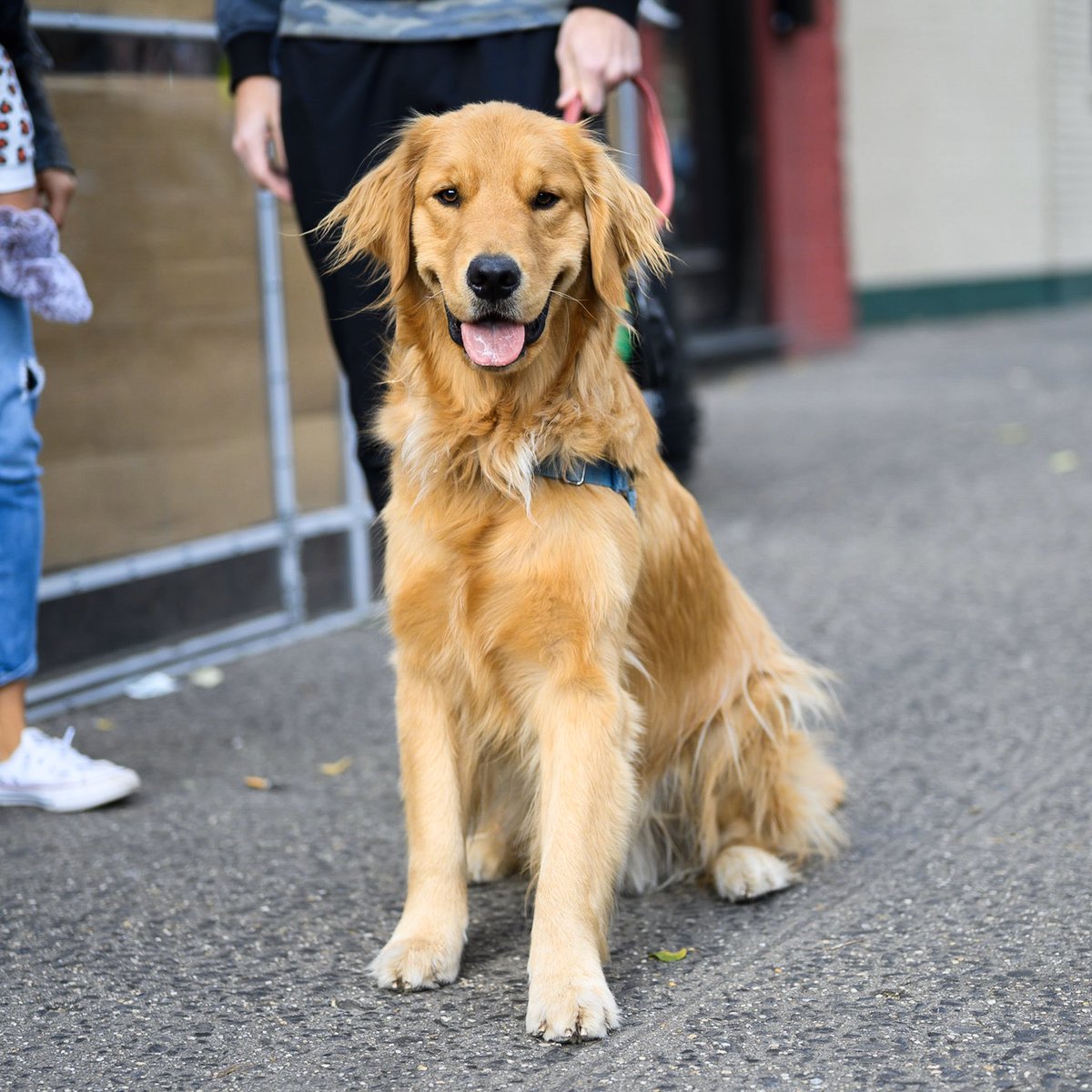 thedogist's tweet photo. Snacks, Golden Retriever (1 y/o), Houston &amp; 6th Ave., New York, NY • “Every day he grabs a sock out of the hamper and brings it to us to show off.” https://t.co/mk1i56i3Qz