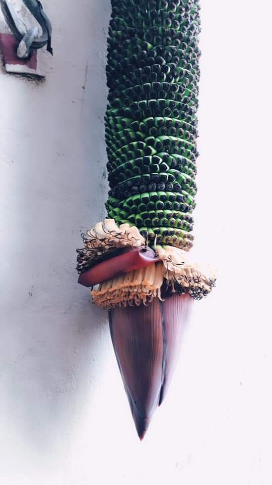 paulinbangkok44's tweet photo. good morning banana #Saturday https://t.co/wfUc7hXfoJ