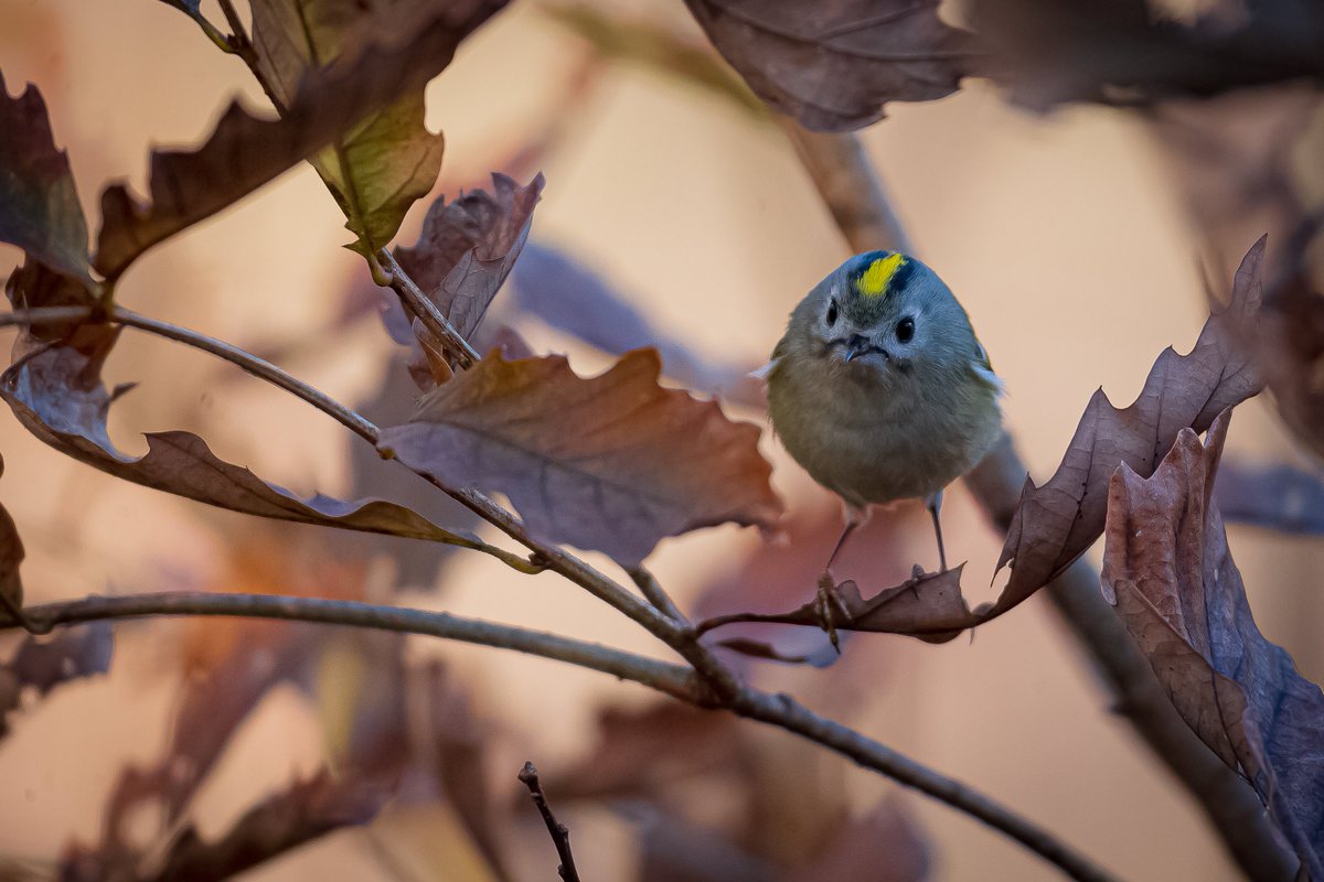 Pbs Twimg Com Media Ejdjnxou0aaojn2 Jpg