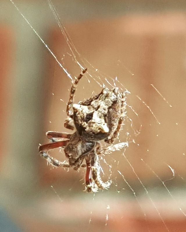 AllieFSimpson's tweet photo. I was taking photos of colour and floral beauty in my garden today for some new paintings. When I found myself sitting watching this tiny spider as she held on in todays horrific winds mending any tears in her web. She is smaller than my wee fingernail b… https://t.co/fbXgj8ayNc https://t.co/vziZWnZ9ha