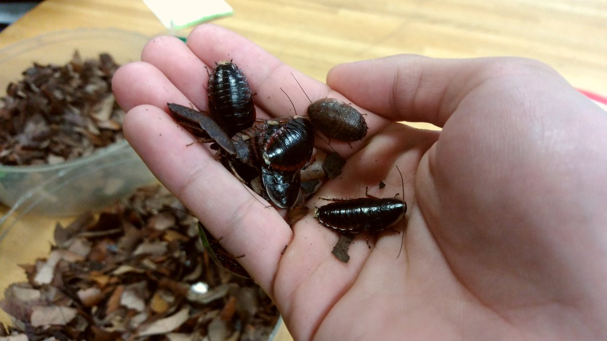 F Auf Twitter ゴキブリさんの為に言っておきます ゴキブリさんは汚らしい昆虫と思われていますが そんな事はありません 野生のゴッキーは生き物の死骸や糞を食べるくれる 森の掃除屋 です でも都会にいるゴッキーは衛生的でないのは確かです ではなぜ都会の