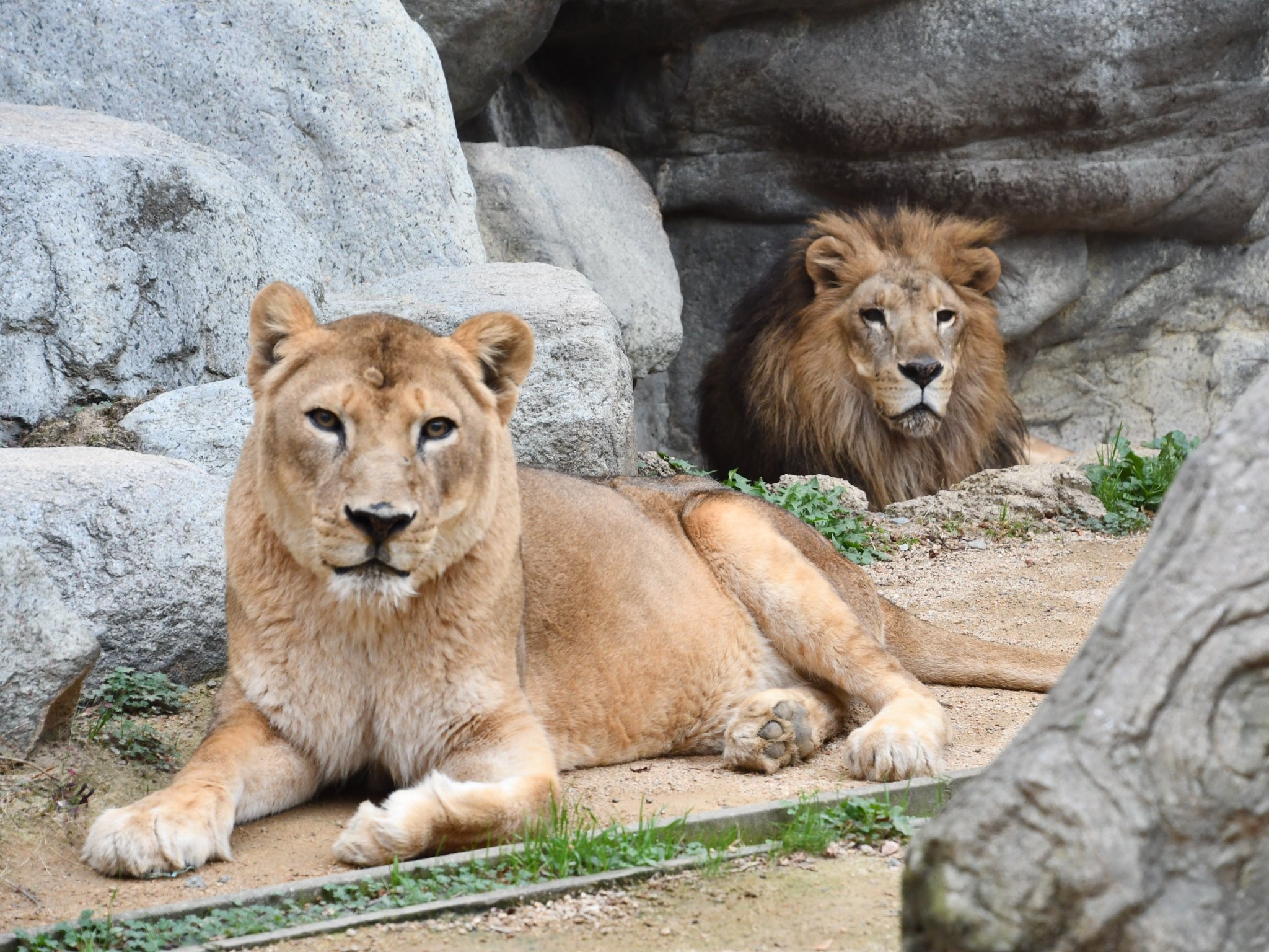 1951年 王子動物園 開園記念 ノベルティ おがくず人形 ライオン 商品詳細ページ