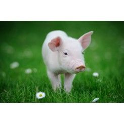 Many people are opting to buy experiences for friends &amp; family this Christmas.  A great idea for little people is a gift voucher for a micro pig walk followed by tea and cup cakes at Huckleberry Woods micro animal farm.  
Details on their website: buff.ly/2ObhatN