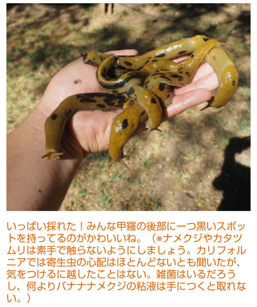 Scarlet バナナそっくり バナナナメクジ を捕獲 試食 T Co 2c60b04g86 Dpz Scarlet バナナそっくり バナナナメクジ を捕獲 試食 T Co 2c60b04g86 Dpz