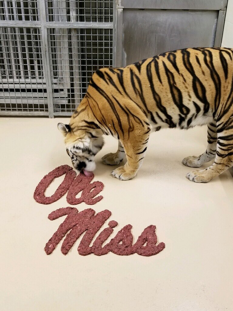 Mike VII tweet media